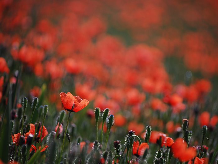 Remembrance Day Pictures - Field Of Poppies