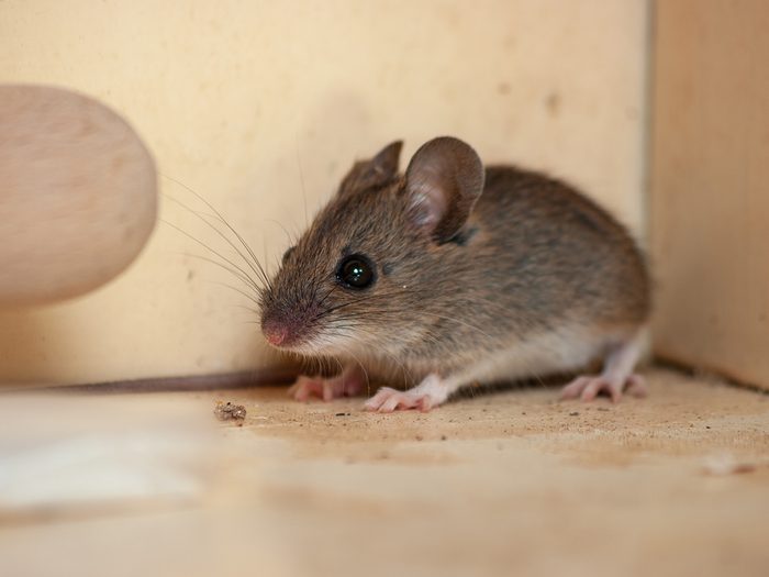 Rickettsialpox - house mouse