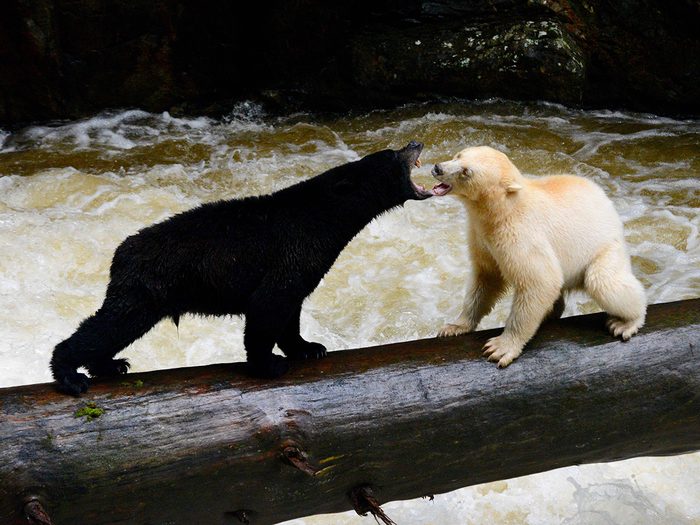 Black bear and spirit bear, Great Bear Rainforest