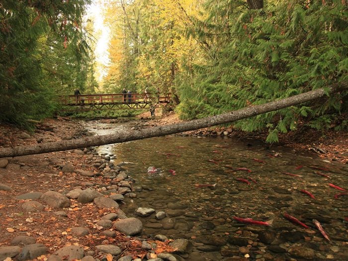 West Coast Canada - Sockeye Salmon Run Bc