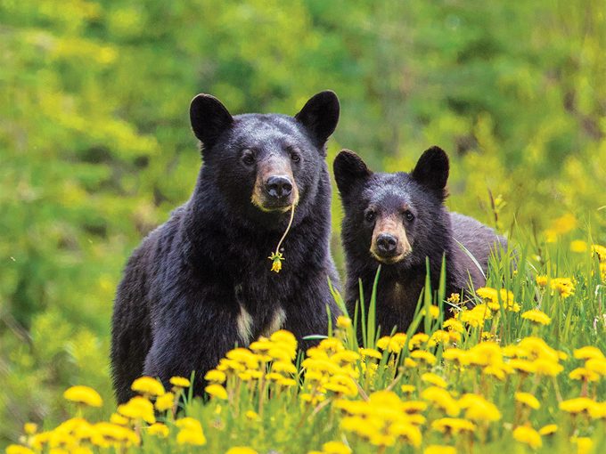 Bears Eating Dandelions
