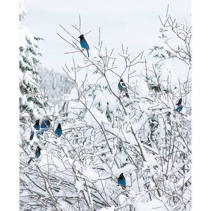 Stellers Jays in Winter