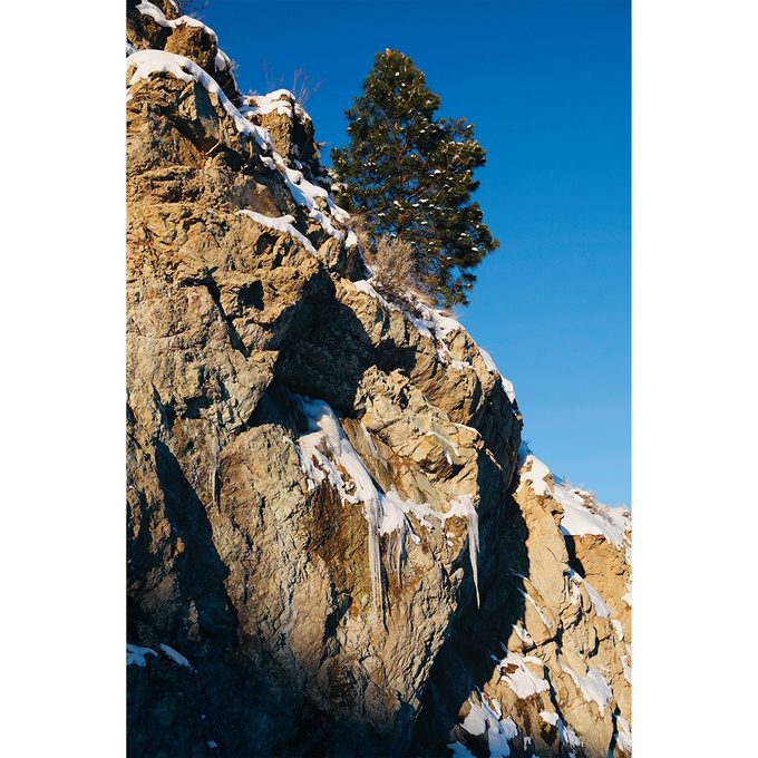 Winter Photography - Ponderosa Pine