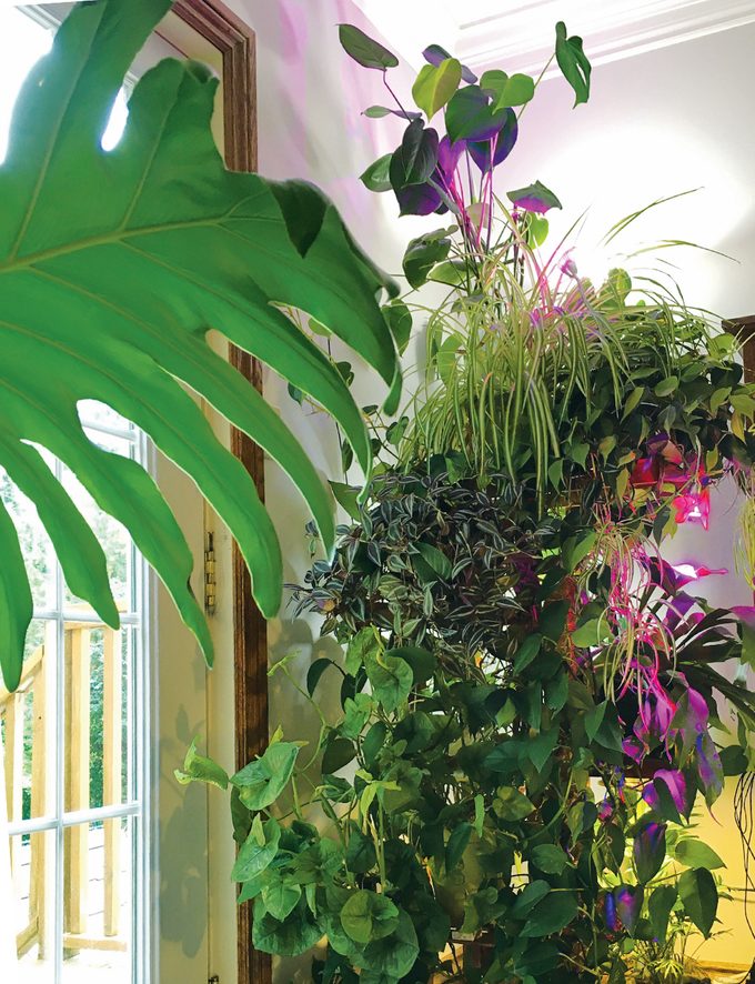 Colourful Houseplants In Winter