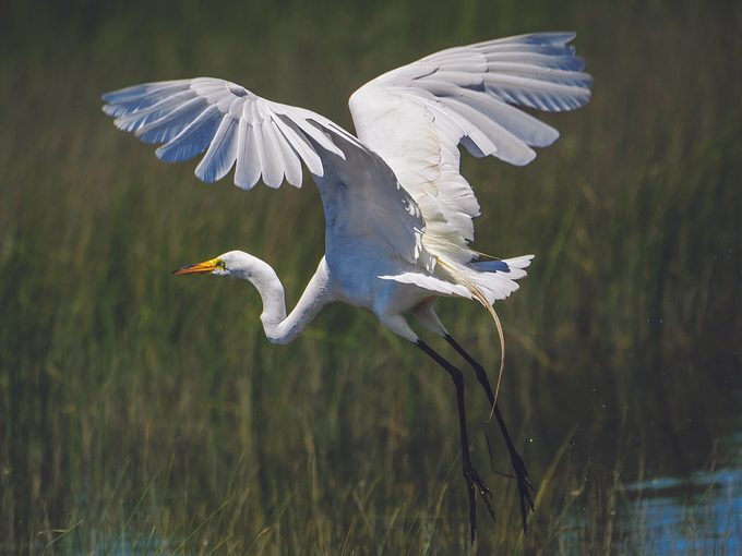 Egret takes off from marsh