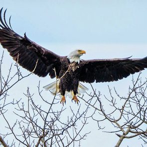 Grey-Bruce birds - Bald eagle in flight