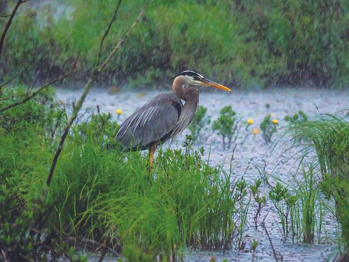 Grey-Bruce birds - great blue heron in rainy marsh