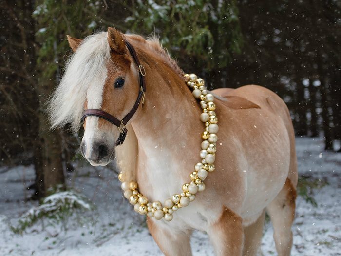 Holiday Horse Pictures - Horse In Gold Wreath