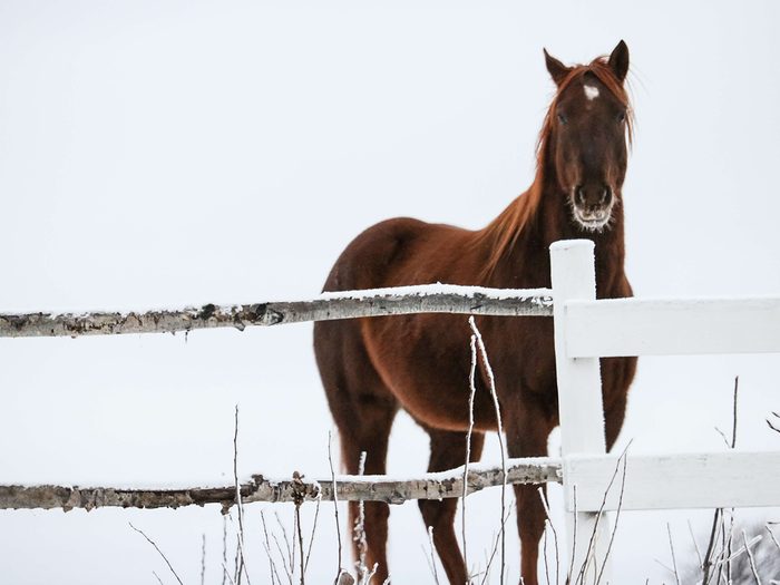 Horse At Fence