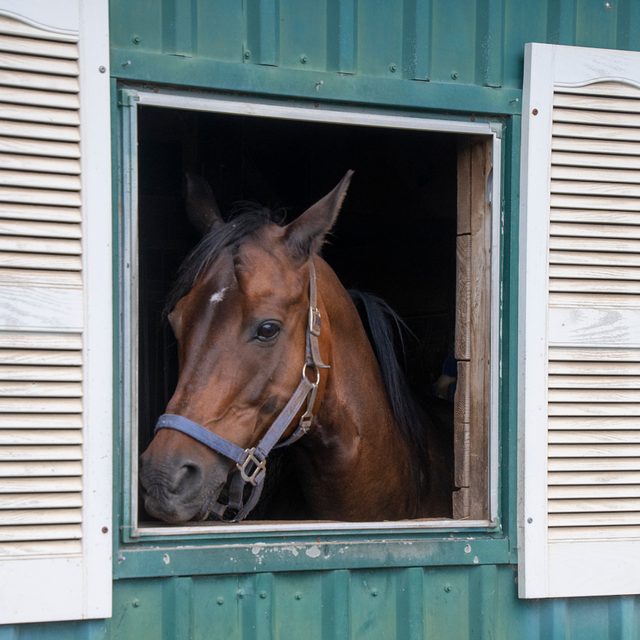 Horse In Stable Window