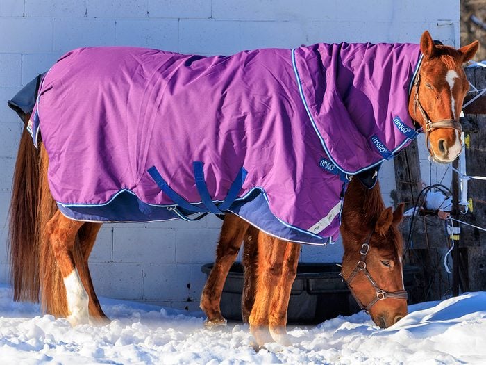 Horse In Winter Coat