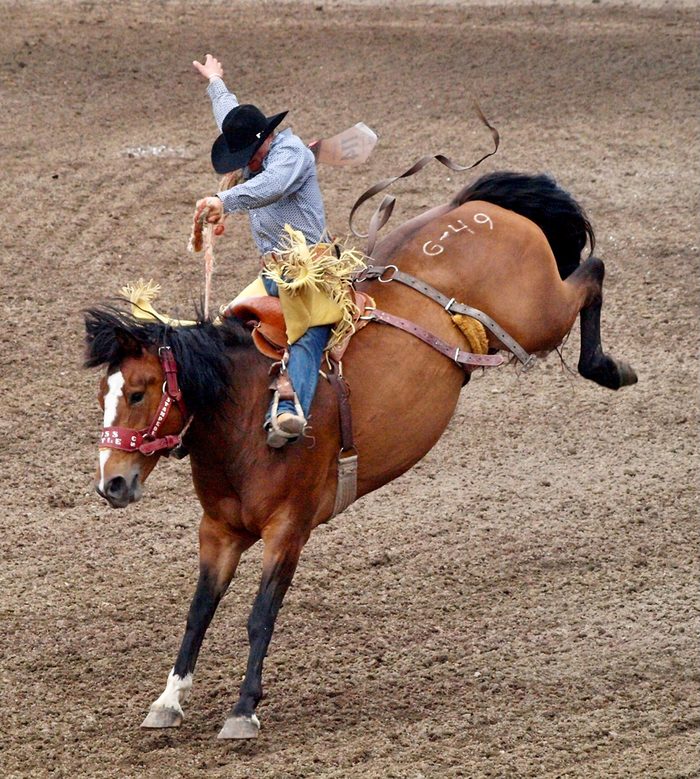 Horse pictures - Calgary Stampede