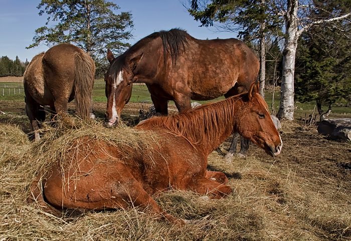 Horse Pictures - Horse Eating Hay Off Horses Back