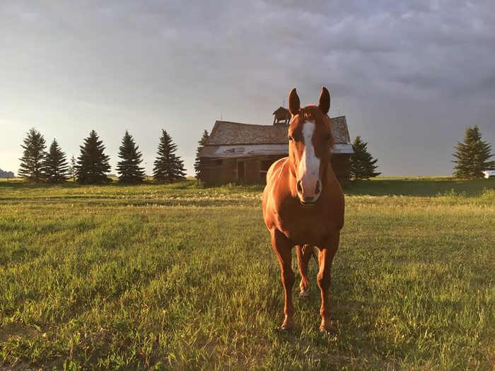 Horse Pictures - Horse In Front Of Barn