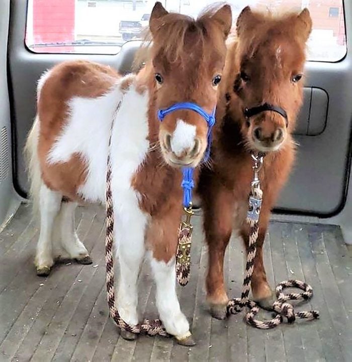 Horse Pictures - Two Little Ponies