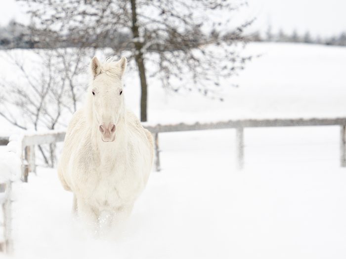 Horse Pictures - White Horse In Winter