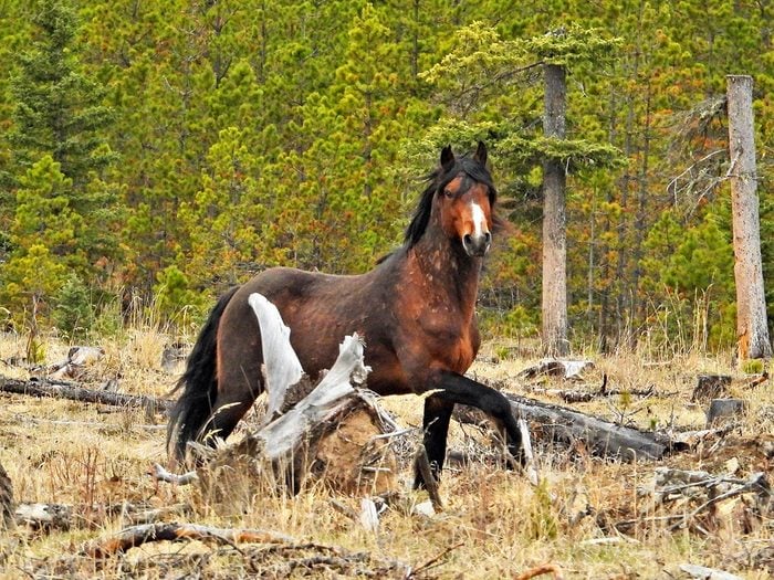 Horse Pictures - Wild Horses Of Sundrie Alberta