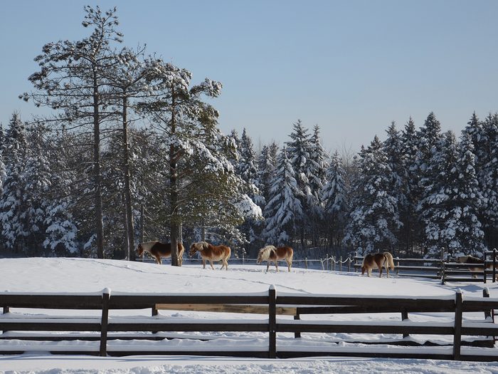 Horses In Winter Pasture