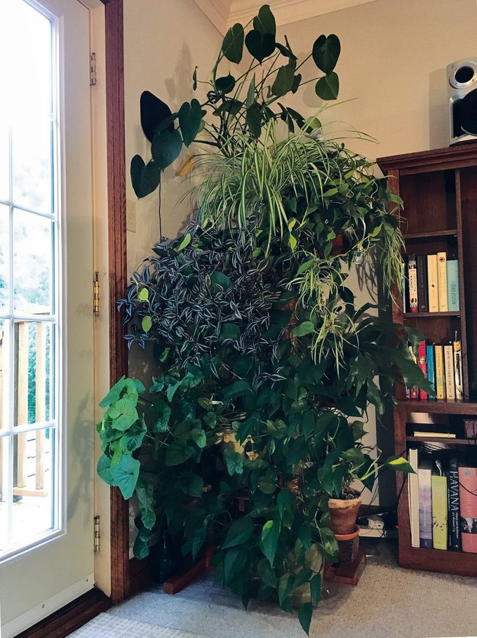 Houseplants In Winter - Vertical Plant Stand