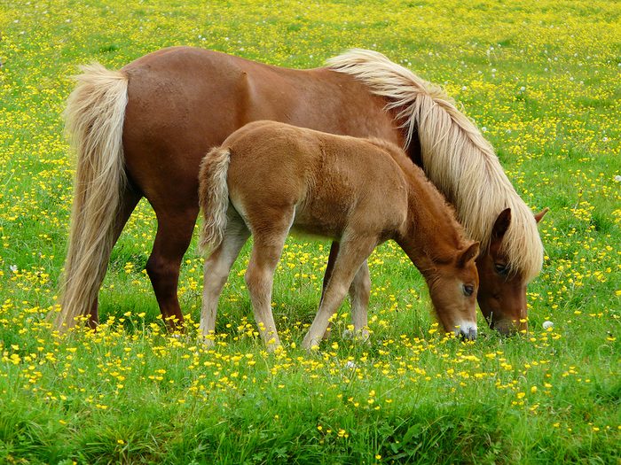 Icelandic Horse Pictures - Horse And Foal