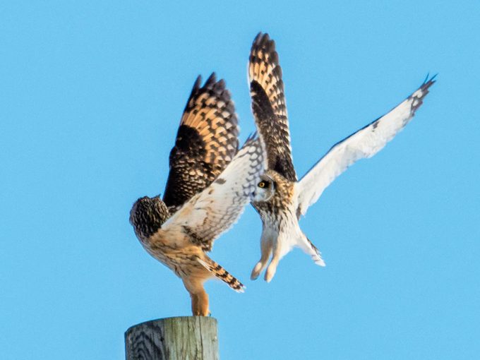 Owls in flight