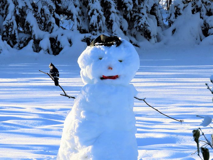 Snowman pictures - Snowman With Bird Perched On Arm