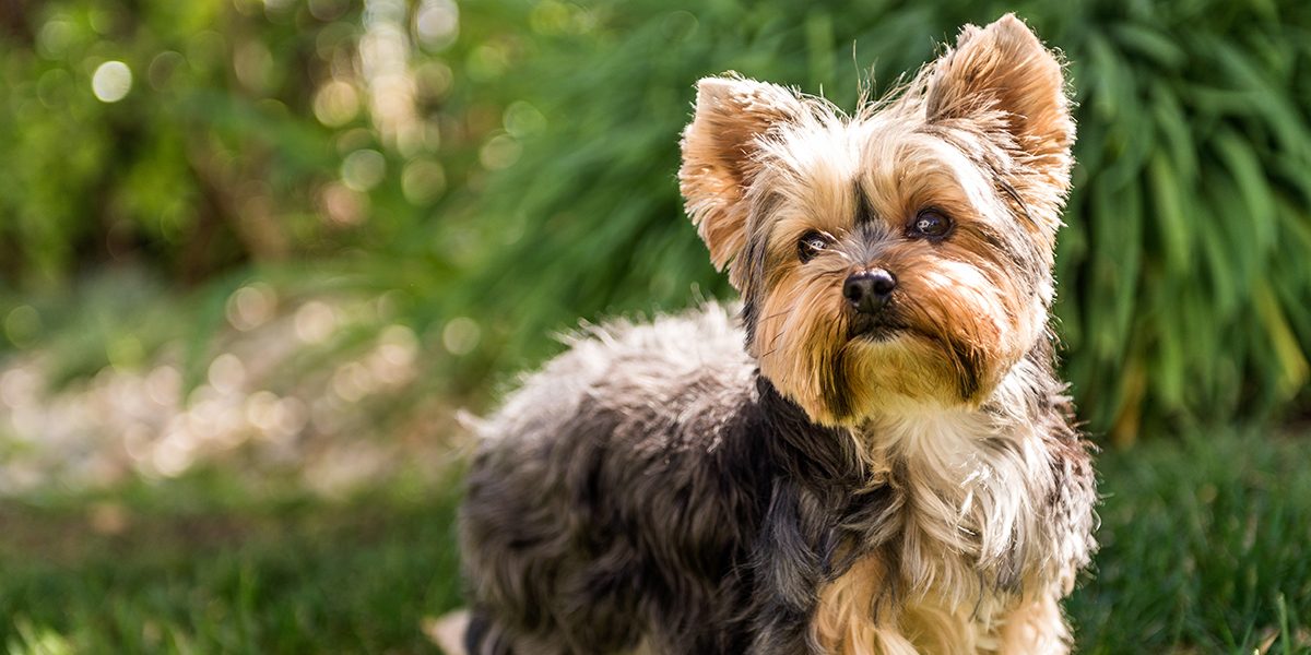 20 of the Longest Living Dog Breeds | Reader's Digest Canada