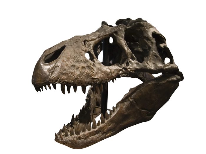 Dinosaur fossils - T. Rex Discovery Centre, Saskatchewan