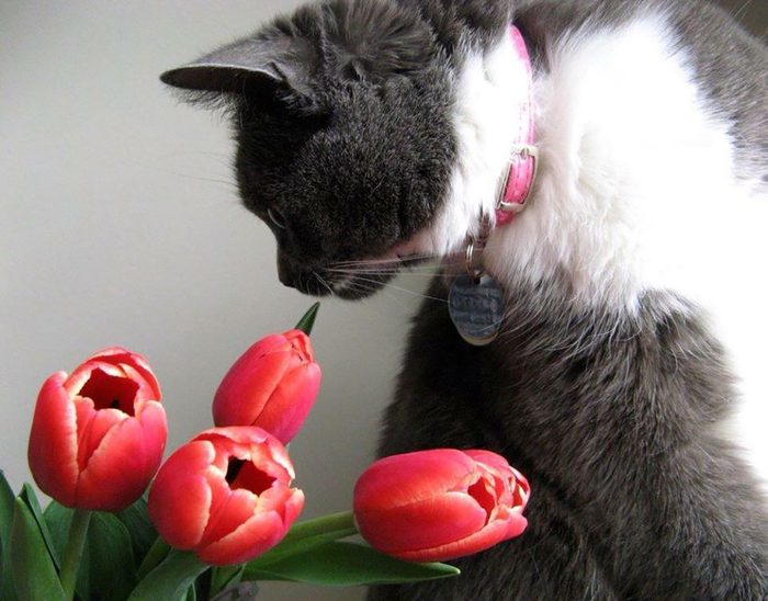 Cat And Tulips