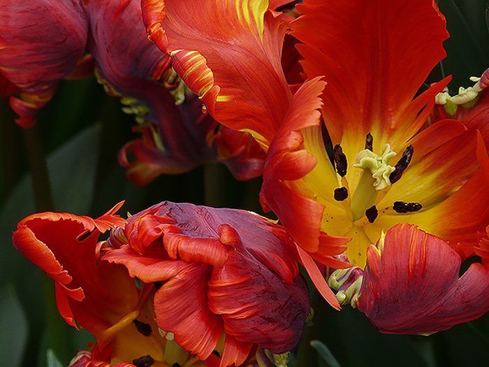 Pictures of Tulips - Open Parrot Tulips