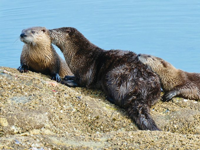Otters at Island View Beach Regional Park