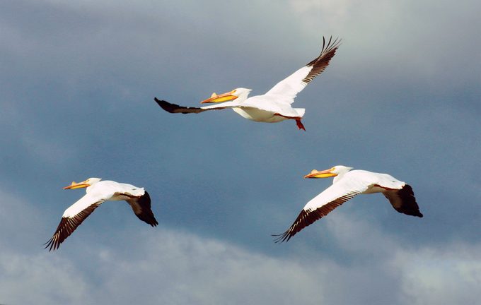 Pelicans in BC in flight