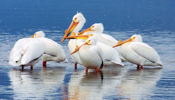 Pelicans in BC lake