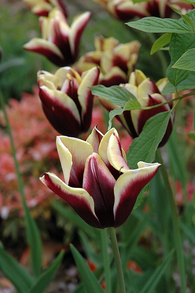 Pictures Of Tulips - Cream And Burgundy