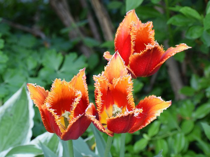 Pictures Of Tulips - Fringed Tulips