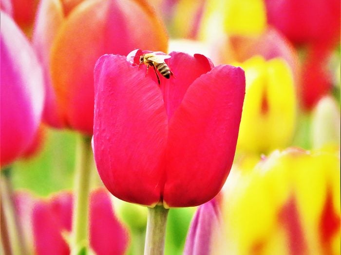 Pictures Of Tulips - Pink Petals and Honeybee
