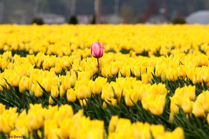 Pictures Of Tulips - Pink In Sea Of Yellow