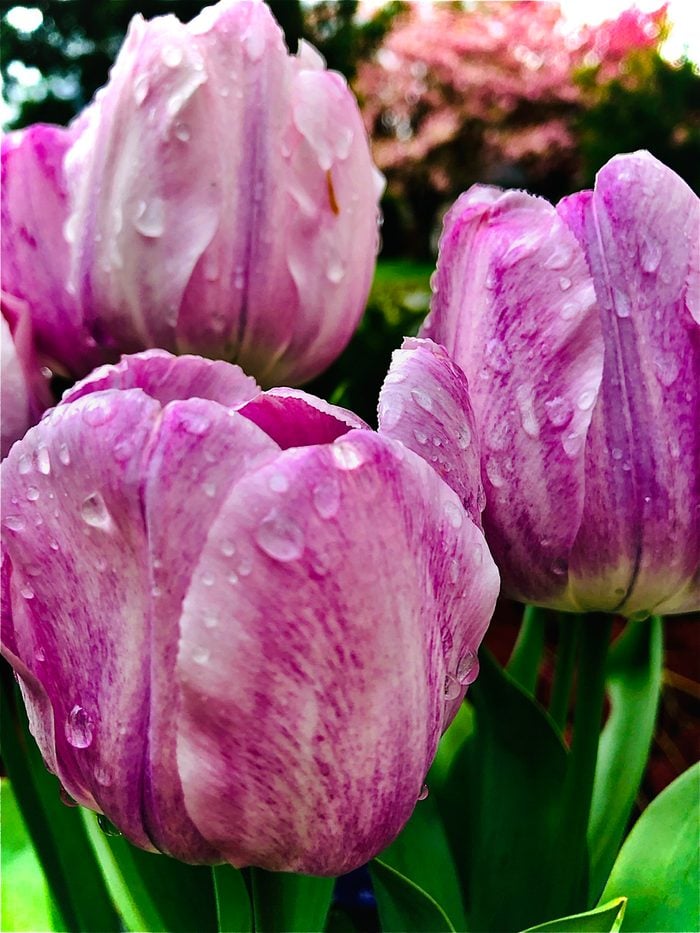Pictures Of Tulips - Raindrops
