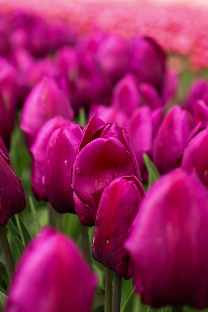 Rows Of Purple Tulips