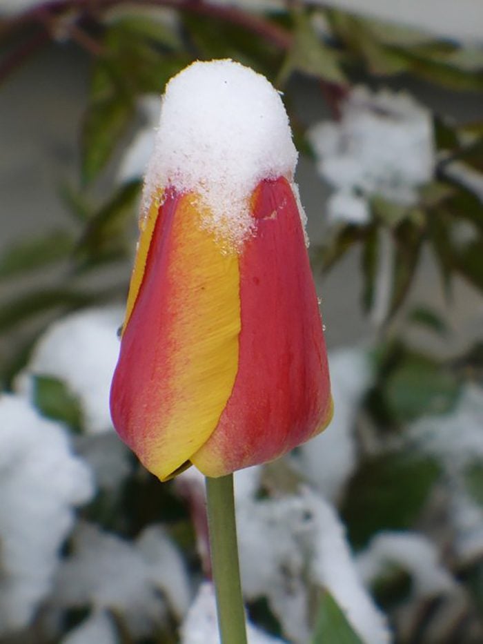 Snow Covered Tulip