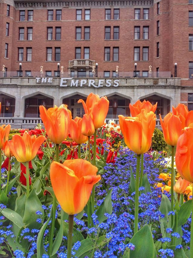 Tulips At The Empress, Victoria