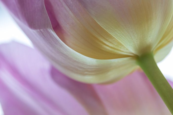 Underside Of Tulip