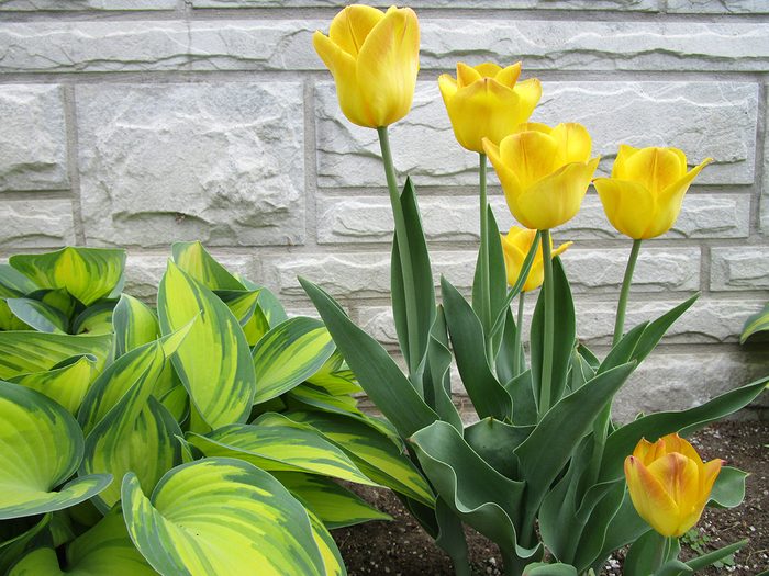 Yellow Tulips And Hosta