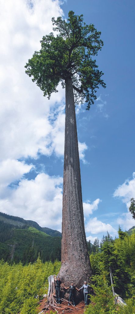Big Trees Vancouver Island - Big Lonely Doug tree