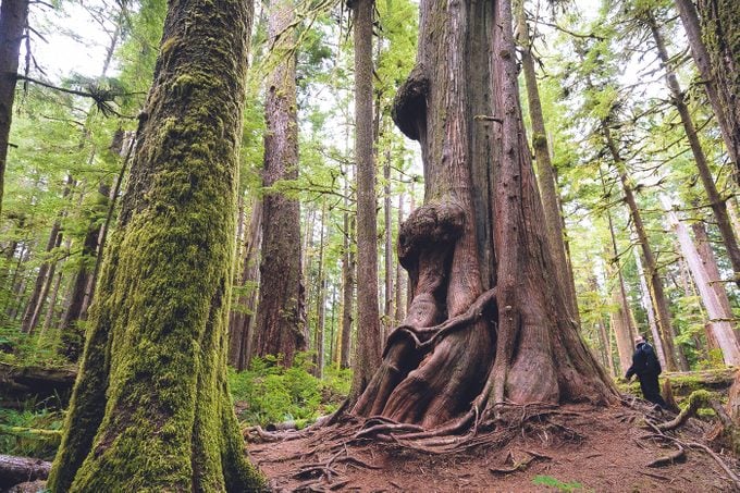 Big Trees Vancouver Island