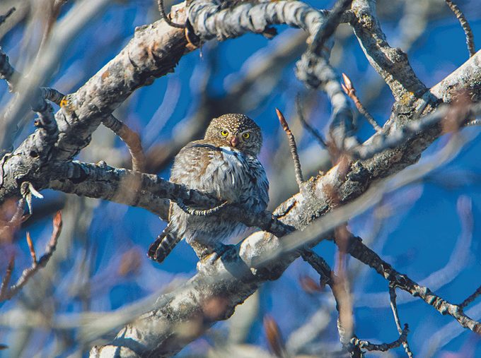 Canadian Wildlife - Pygmy Owl