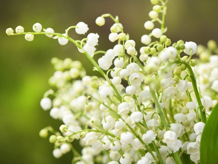 Facts about flowers - lily of the valley