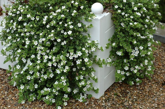 Flowers for planters - bacopa