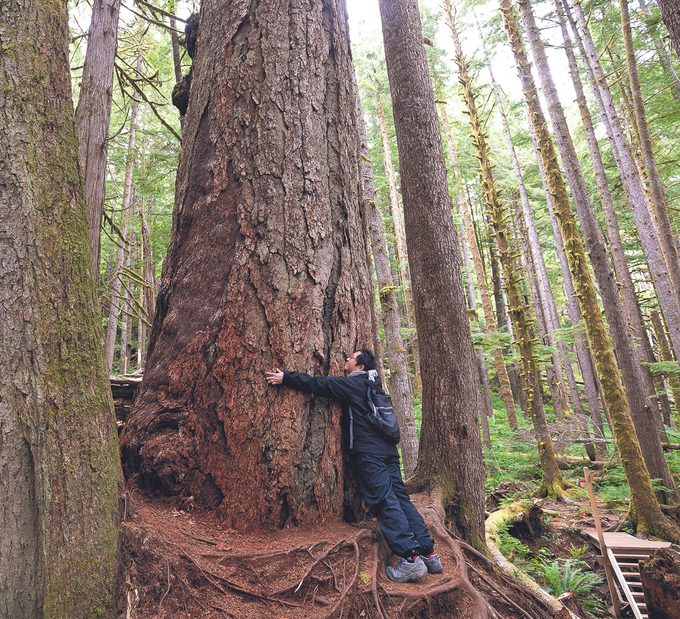 Tree Hugging in British Columbia