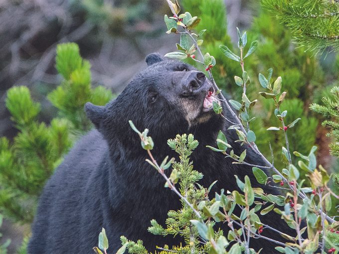 Wildlife Photography - Black Bear Eating Berries